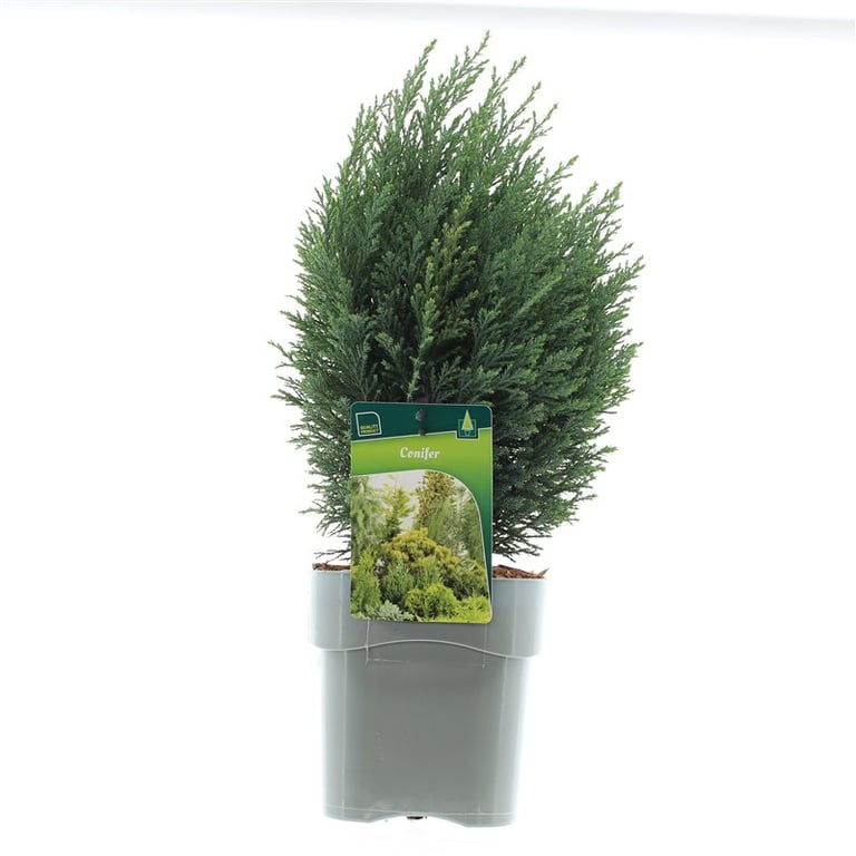 Кипарисовик лавсона Сноу Уайт